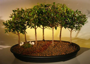 Flowering Brush Cherry Bonsai TreeSeven Tree Forest Group(eugenia